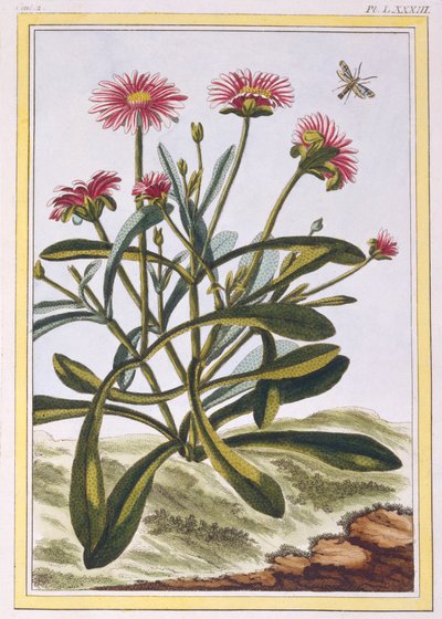 Ficoid Afriky nebo Mesembryanthemum, hospoda. 1776. od Pierre Joseph Buchoz