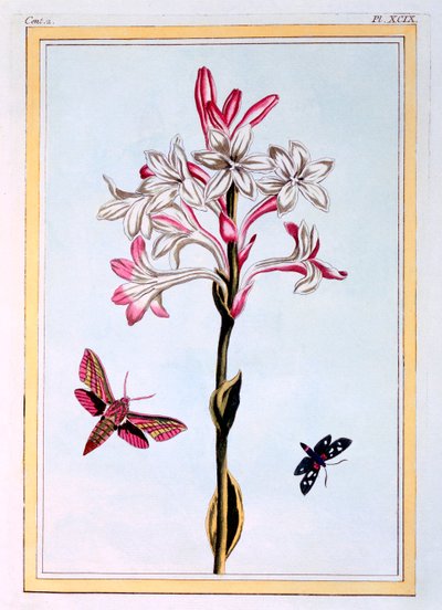 The Tuberose, hospoda. 1776. od Pierre Joseph Buchoz