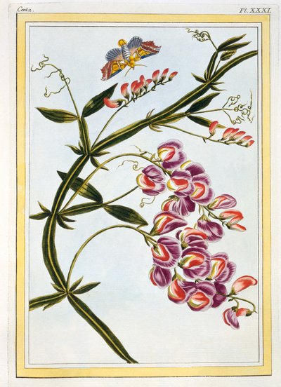 Le Grand Lathyre Everlasting Sweet Pea, hospoda. 1776. od Pierre Joseph Buchoz