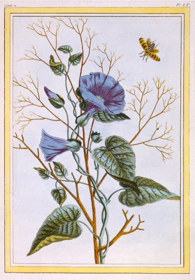 Velký svlačec nachový Convolvulus, hospoda. 1776. od Pierre Joseph Buchoz