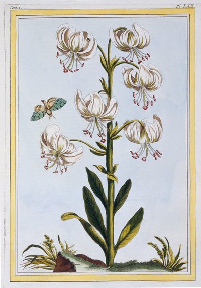 Le Martagan Blanc,  pub. 1776. od Pierre Joseph Buchoz