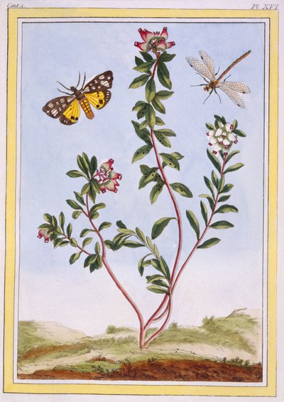 Le Petit arbousier des Alpes Horský vřes, hospoda. 1776. od Pierre Joseph Buchoz