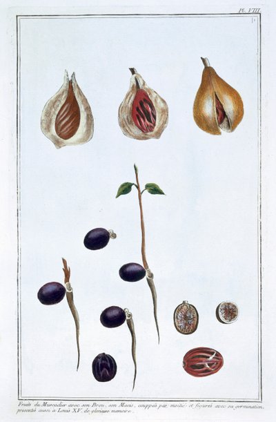 Muškátový oříšek, c1751-1807 od Pierre Joseph Buchoz