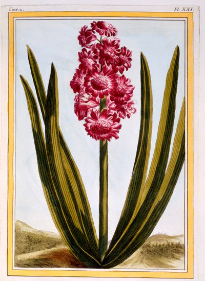 Royal Crimson, hospoda. 1776. od Pierre Joseph Buchoz