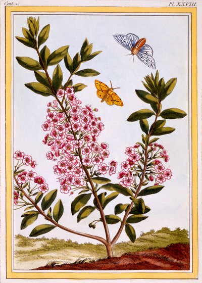 Ovčí Laurel Kalmia augustifolia, hospoda. 1776. od Pierre Joseph Buchoz