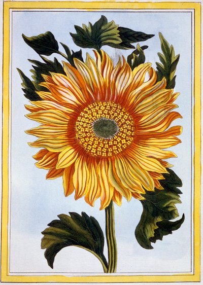 Slunečnice, hospoda. 1776. od Pierre Joseph Buchoz