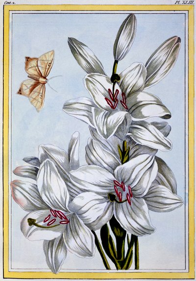 Velká bílá lilie, hospoda. 1776. od Pierre Joseph Buchoz