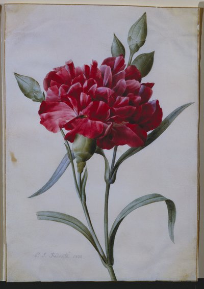 Tmavě červený karafiát, 1822 od Pierre Joseph Redouté