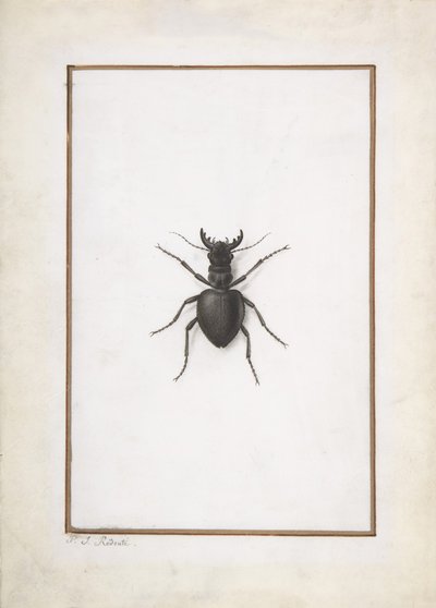 Roháč, . od Pierre Joseph Redouté