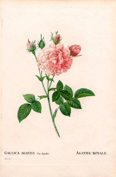 Agathe Royale Rose, Rosa gallica von Pierre Joseph Redouté