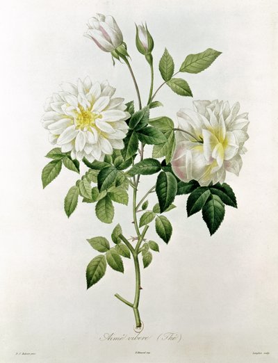 Aime Vibere (čaj) vyrytý Eustache Hyacinthe Langlois (1777-1837) od Pierre Joseph Redouté