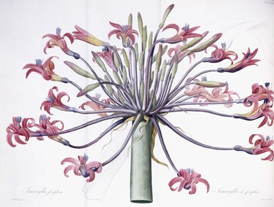 Amaryllis Josephina, 1802-1816 od Pierre Joseph Redouté