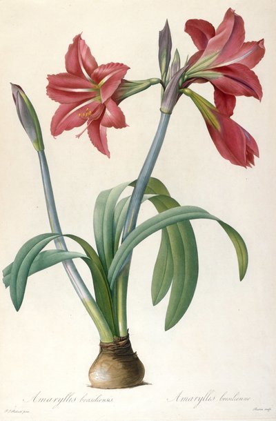 Amaryllis brasiliensis Brasilianische Amaryllis von Pierre Joseph Redouté