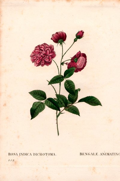 Rosa chinensis Hybrid, Bengalische Rose. Handkolorierter Kupferstich aus Pierre Joseph Redoutés „Les Roses“, Paris von Pierre Joseph Redouté