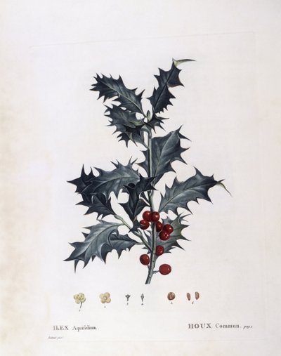Aquifoliaceae - cesmína evropská (Ilex aquifolium). (botanická deska od Pierre Joseph Redouté