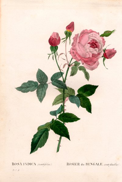 Bengálská 100listá růžová, odrůda Rosa chinensis, Bengálská růže (stolistá). Ručně kolorovaná tečkovaná mědirytina z díla Pierra Josepha Redouta „“Les Roses,” Paris od Pierre Joseph Redouté