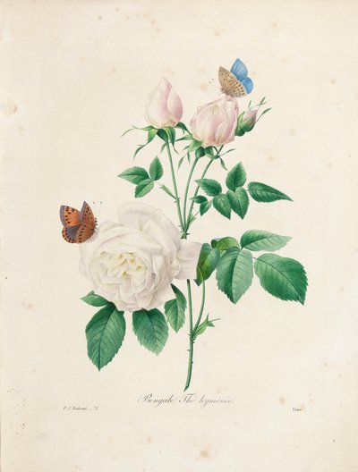 Bengálsko Thé Hyménée, vyryté Victorem, z „Výběr nejkrásnějších květin a nejkrásnějších plodů“, sv. I, 1827-33 od Pierre Joseph Redouté