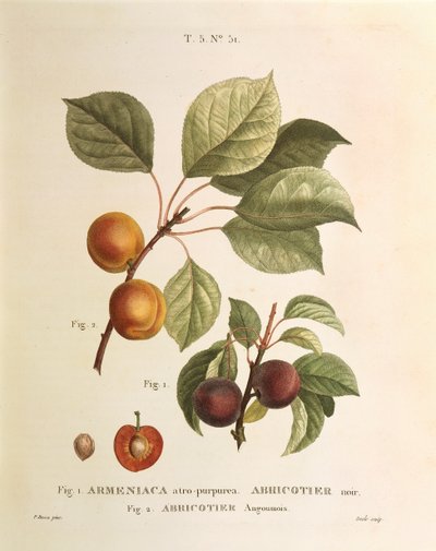 Odrůdy černé meruňky a meruňky: Prunus armeniaca, Armeniaca atropurpurea od Pierre Joseph Redoute (1759-1840) od Pierre Joseph Redouté