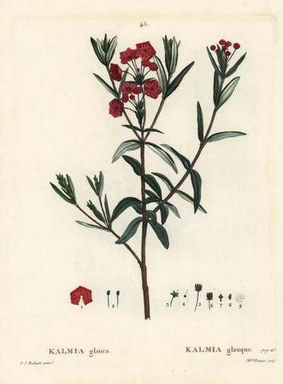 Sumpf-Lorbeer, Kalmia polifolia. Handkolorierte Punktstichgravur von Miss Brenet nach einer Illustration von Pierre-Joseph Redouté aus Henri Louis Duhamel du Monceau