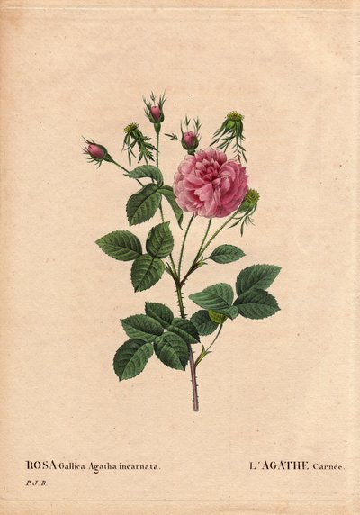 Botanická deska, květina, růže Odrůda: Agathe carnee (Rosa gallica agatha incarnata). Neznámý původ, hybridní druh Rose Gallica Damask. V „“ Les Roses“, svazek 2 od Pierre Joseph Redoute (1759-1840) od Pierre Joseph Redouté