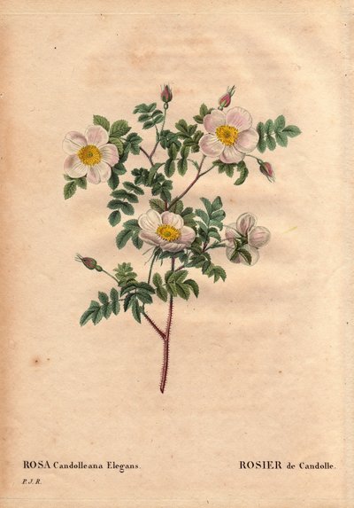 Botanická deska, květina, růže Odrůda: bílá růže De Candolle nebo Rose de Candolle (Rosa candolleana elegans). Divoká růže, objevená v jižní Evropě a pojmenovaná De Candolle v roce 1819. V „“Les Roses“, Volume 2 od Pierre Joseph Redoute (1759-1840) od Pierre Joseph Redouté