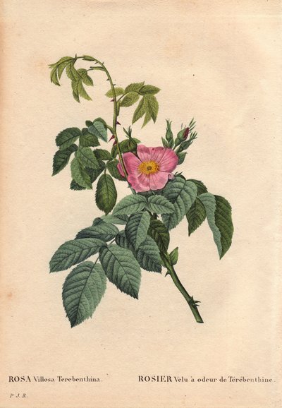 Botanische Tafel, Blume, Rose Sorte: Haarige Rose mit dem Geruch von Terpentin (Rosa Villosa Terebenthina). In „Les Roses“, Band 2 von Pierre Joseph Redoute (1759-1840) von Pierre Joseph Redouté