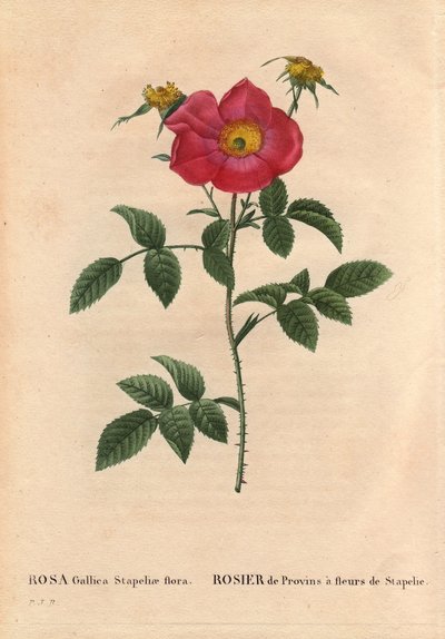 Botanische Tafel, Blume, Rosenvarietät: Provinzrose mit Stapelia-Blüte (Rosa Gallica Stapeliae flora), wahrscheinlich ausgestorbene Art. In „Les Roses“, Band 2 von Pierre Joseph Redouté (1759-1840) von Pierre Joseph Redouté