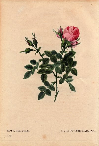 Botanická deska, květina, růže Varieta: The Little Four Seasons (Four Seasons). Latinsky: Rosa bifera pumila, pěstovaná panem Noelem, Paříž, Francie, před rokem 1824. V „“Les Roses“, svazek 2 od Pierre Joseph Redoute (1759-1840) od Pierre Joseph Redouté