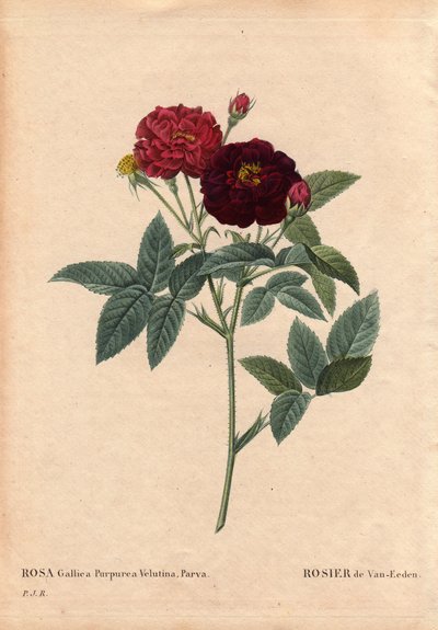 Botanická deska, květina, růže Odrůda: růže Van Eeden (Rosa Gallica Purpurea Velutina Parva). Pěstováno v Nizozemsku Van Eedenem před rokem 1810. V „“Les Roses“, Volume 2 od Pierre Joseph Redoute (1759-1840) od Pierre Joseph Redouté