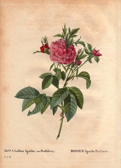 Botanická deska, Květ, Odrůda růže: Růže Agathe Prolifere (Rosa Gallica Agatha Prolifera). V „“ Les Roses“, svazek 2 od Pierre Joseph Redoute (1759-1840) od Pierre Joseph Redouté