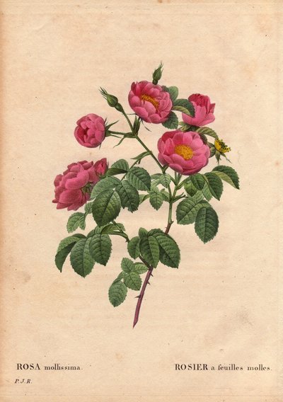 Botanická deska, květina, růže Odrůda: Růže s měkkými listy. (Rosa mollissima flora submultiplici). Odrůda Rose mollis, před rokem 1821. V „“ Les Roses“, svazek 2 od Pierra Josepha Redouta (1759-1840) od Pierre Joseph Redouté