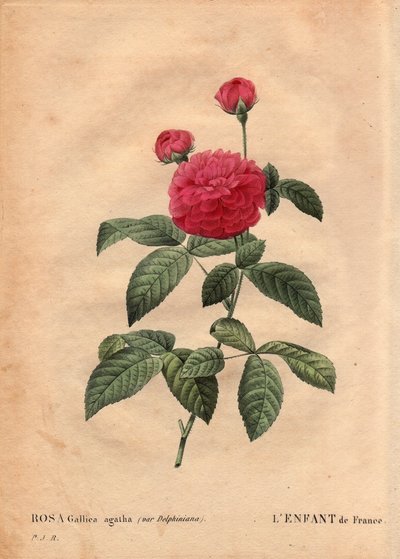 Botanická deska, květina, růže Odrůda: Dítě Francie (Rosa gallica agatha var. delphiniana). Pěstováno panem Du Pontem, kolem roku 1802, známým od doby vlády Ludvíka XV. (1710-1774) a nazýváno „Enfant de France“ na počest dauphina. V "" Les Ro od Pierre Joseph Redouté