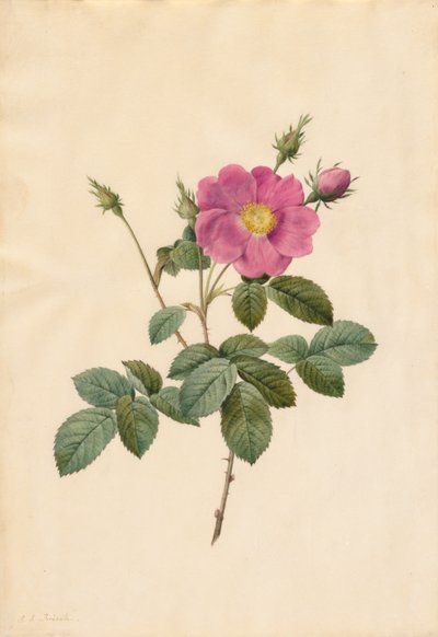Kohlrose (Rosa Centifolia Simplex) von Pierre-Joseph Redouté