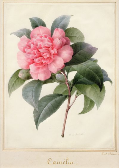 Camelia (akvarel se zlatem na pergamenu) od Pierre Joseph Redouté