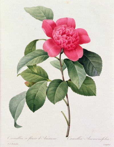 Camellia Anemonefolia von Pierre-Joseph Redouté