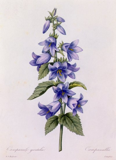 Campanula (barevná rytina) od Pierre Joseph Redouté