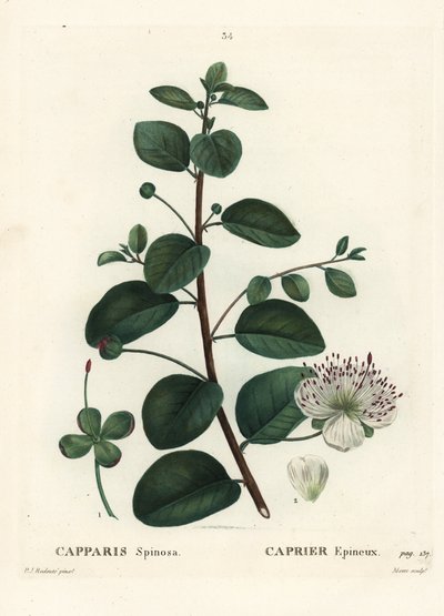 Keř kapary, Capparis spinosa. Ručně kolorovaná tečkovaná rytina od Moreta podle ilustrace Pierre-Joseph Redoute z Treat des Arbres et Shrustes, Paříž Henriho Louise Duhamela du Moncel od Pierre Joseph Redouté