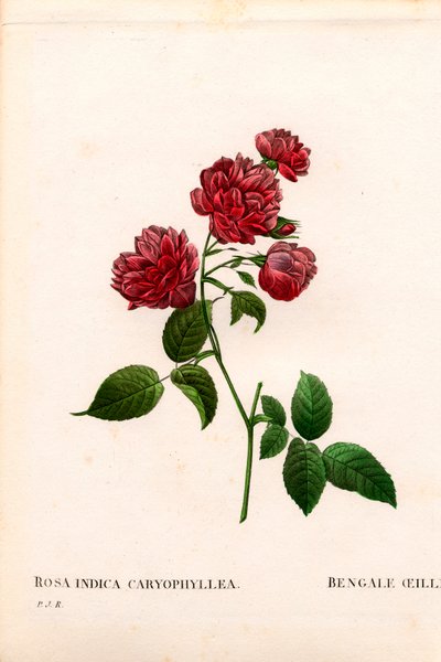 Karafiát Čínská růže, odrůda Rosa chinensis, Karafiát Bengálský. Ručně kolorovaná tečkovaná mědirytina z díla Pierra Josepha Redouta „“Les Roses,” Paris od Pierre Joseph Redouté