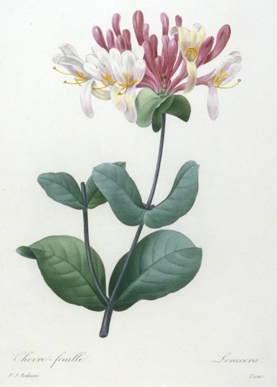 Chevre-feuille, z výběru nejkrásnějších květin a nejkrásnějších plodů, 1827 (ručně kolorovaná tečkovaná rytina) od Pierre Joseph Redouté