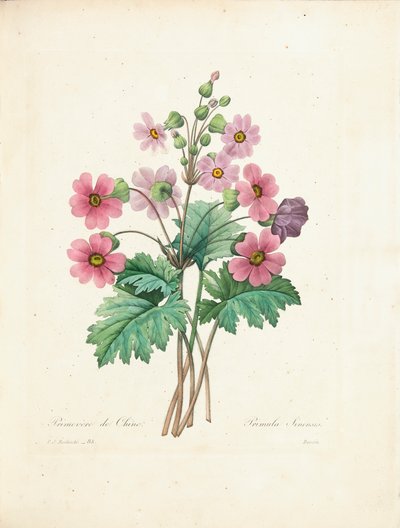 Chinese Primrose, vyrytý Bessin, z 