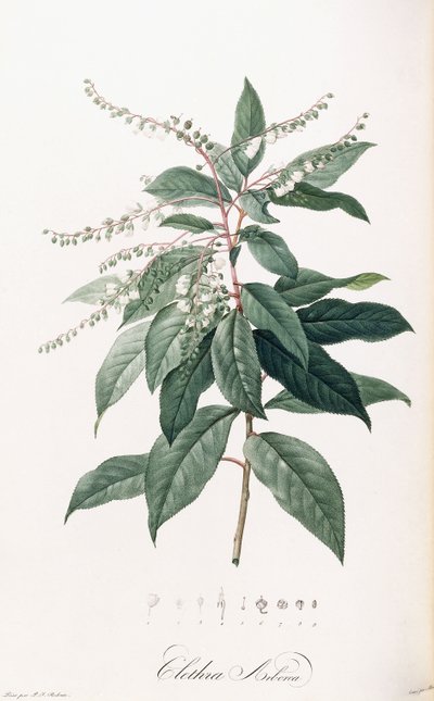 Clethra Arborea od Pierre Joseph Redouté