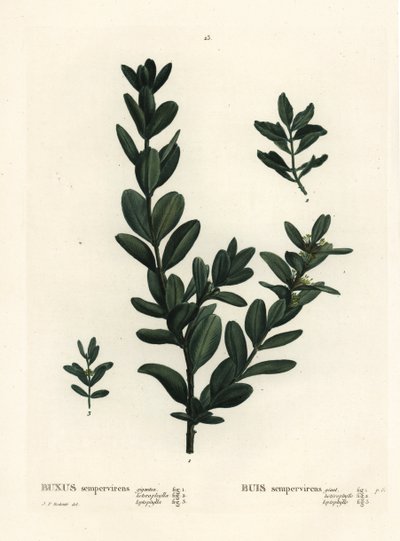 Budka obecná, buxus evropský nebo buxus, Buxus sempervirens (gigantea, heterophylla a leptophylla). Ručně kolorovaná tečkovaná rytina podle ilustrace Pierra-Josepha Redoute z Treat des Arbres et Shrustes, Paříž Henriho Louise Duhamela du Monceau od Pierre Joseph Redouté