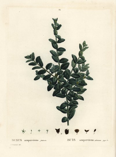 Budka obecná, buxus evropský nebo buxus, Buxus sempervirens fruticosa. Ručně kolorovaná tečkovaná rytina podle ilustrace Pierra-Josepha Redoute z Treat des Arbres et Shrustes, Paříž Henriho Louise Duhamela du Monceau od Pierre Joseph Redouté