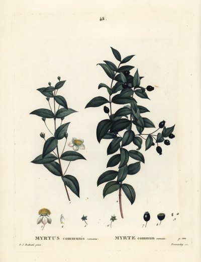 Myrta obecná, Myrtus communis. Ručně kolorovaná tečkovaná rytina od Demachy podle ilustrace Pierra-Josepha Redoute z Treat des Arbres et Shrustes, Paříž Henriho Louise Duhamela du Moncel od Pierre Joseph Redouté
