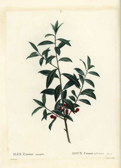 Dahoon cesmína nebo cassina, Ilex cassine. Ručně kolorovaná tečkovaná rytina Coqueret podle ilustrace Pierra-Josepha Redoute z Treat des Arbres et Shrustes, Paříž Henriho Louise Duhamela du Moncel od Pierre Joseph Redouté