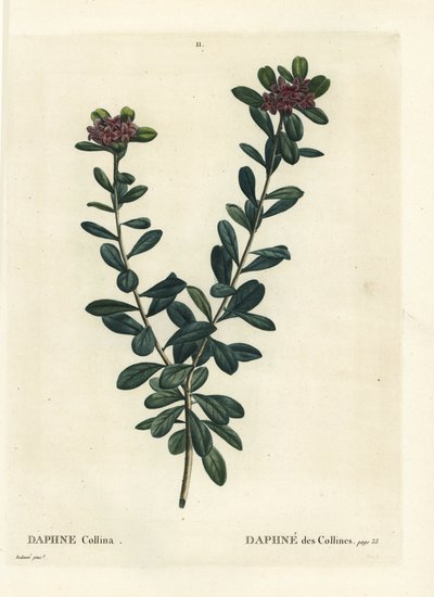 Závěsný od Pierre Joseph Redouté