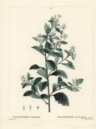 Baccharis východní, sysel, mořská myrta nebo slaninka, Baccharis halimifolia. Ručně kolorovaná tečkovaná rytina slečny Brenetové podle ilustrace Pierra-Josepha Redoutea z Treat des Arbres et Shrustes, Paříž Henriho Louise Duhamela du Moncel od Pierre Joseph Redouté