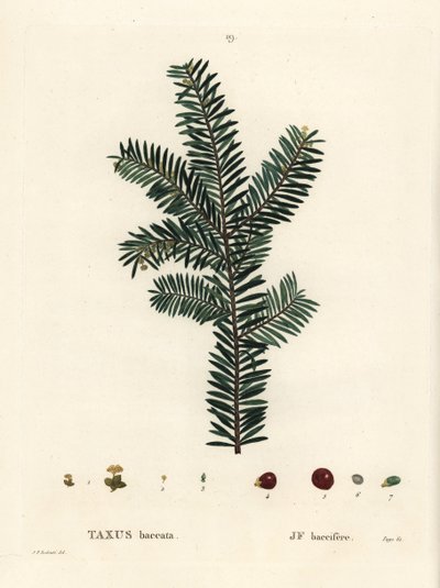 Tis anglický nebo evropský, Taxus baccata. Ručně kolorovaná tečkovaná rytina podle ilustrace Pierra-Josepha Redoute z Treat des Arbres et Shrustes, Paříž Henriho Louise Duhamela du Monceau od Pierre Joseph Redouté