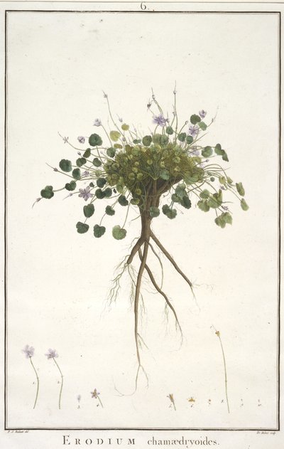 Erodium chamaedryoides, z geraniologie, nebo z historie Erodius, Pelargonii, Monsonia a Grieli, ilustrované ikonami, 1787-88 (ručně kolorovaná rytina) od Pierre Joseph Redouté
