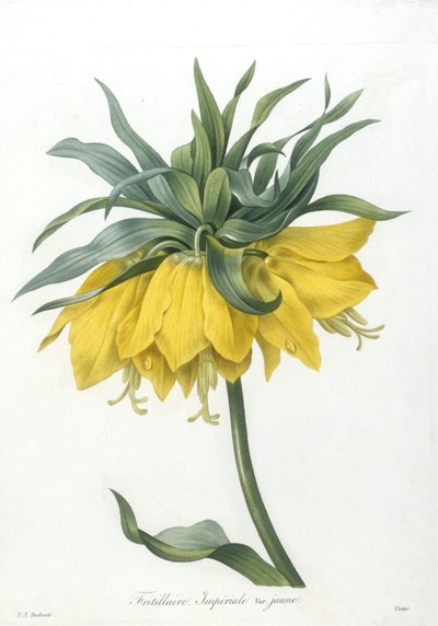 Fritillary, Imperiale žlutá odrůda, z Choice Of The Most Beautiful Flowers and Most Beautiful Fruits, 1827 (ručně kolorovaná tečkovaná rytina) od Pierre Joseph Redouté